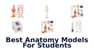 Best Anatomy Models For Students