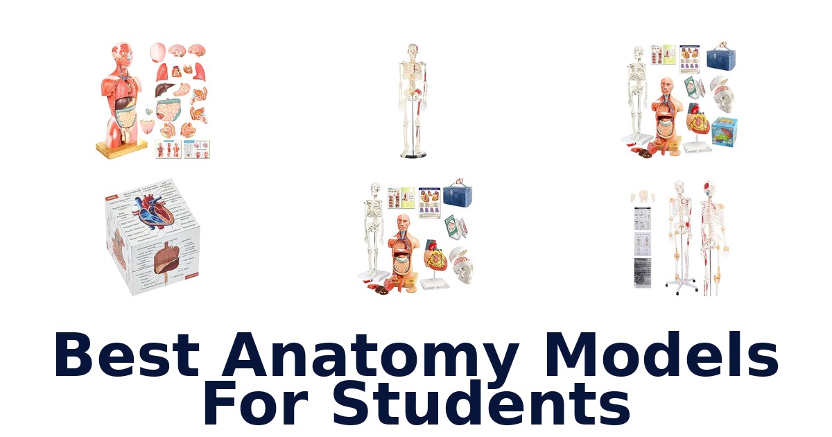 Best Anatomy Models For Students